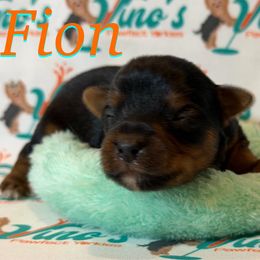 (Fion) (Fee-Yun)  The Irish word for Wine - Parti male Yorkshire Terrier puppy in Pleasant View, Tennessee from Vino’s Pawfect Yorkies