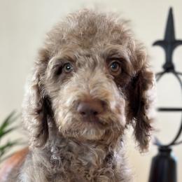 Girl 4 - Brown Poodle puppy in Utah from Red Mountain Poodles