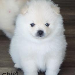 AKC CHIEF - MALE - White male Pomeranian puppy in Bolivia, North Carolina from Red Wagon Pomeranians