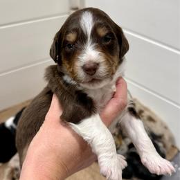 Brita - Red tri-color female Aussiedoodle puppy in Heber City, Utah from Junipersdoodles