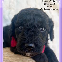 LADY VIOLET - Black female Goldendoodle puppy in Houston, Texas from Pia’s Doodle Poodle Wag