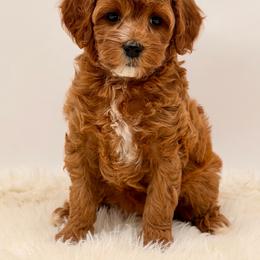 Girl 1 - Red female Cavapoo puppy in Pentwater, Michigan from Dumaw Creeks Pups