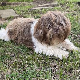 Shih Tzus from Chinx Puppy Songs