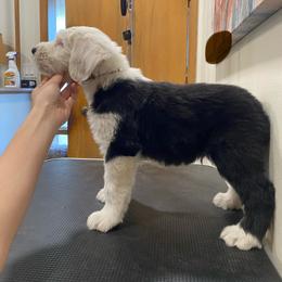 Show Pick Male Puppy 3 - Gray and white male Old English Sheepdog puppy in Tulsa, Oklahoma from Yadah Sheepdogs