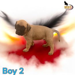 Mastiff Puppies from FrontlineK9 Boarding & Training LLC