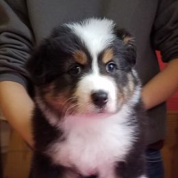 Australian Shepherd Puppies from Agra Australian Shepherds