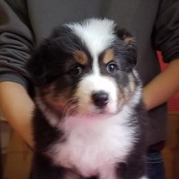 Australian Shepherd Puppies from Agra Australian Shepherds