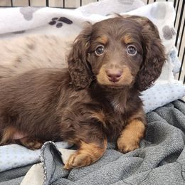 Jada - Chocolate and tan female Dachshund puppy in Trenton, Florida from Kings Dachshunds