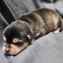 Girl 4 (name TBD) - Black and white female Pomsky puppy in Southern California, California from SoCal Pomskies LLC