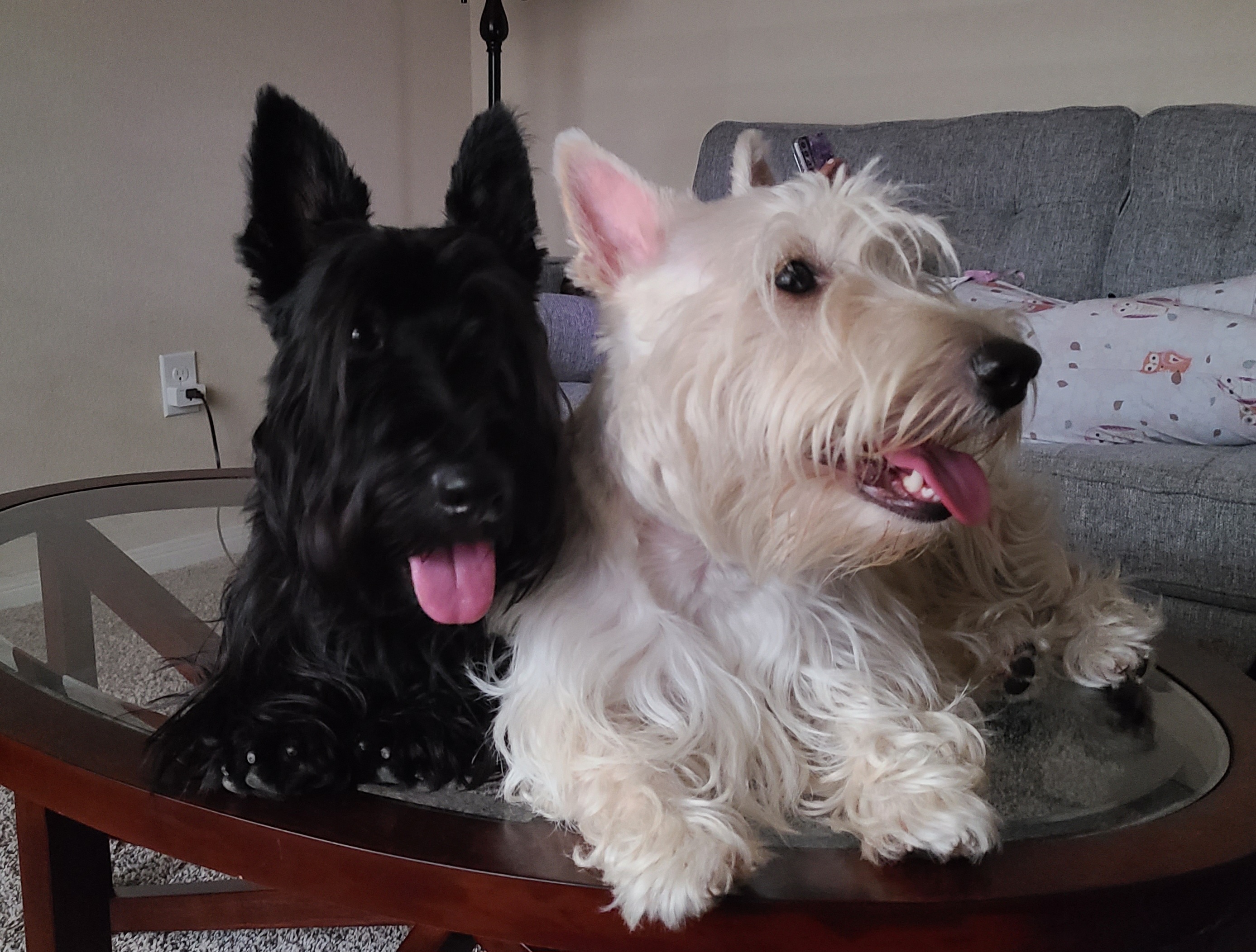 Scottish Terrier Puppies from Scotch McLaren Terriers