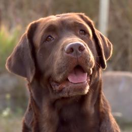 Beagles and Labrador Retrievers from Green Acres Labradors & Beagles