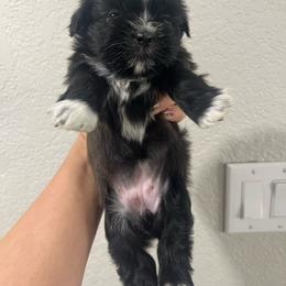 Shih Tzu Puppies from Hand Raised Shih Tzu’s