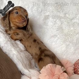 Dachshund and Miniature Schnauzer Puppies from The Bossy Doxie Farm