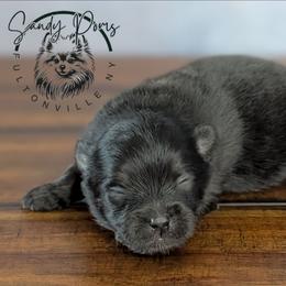 Bryson - Black and tan male Pomeranian puppy in Fultonville, New York from Sandy Aussies & Pomeranians