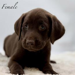 White - Chocolate female Labrador Retriever puppy in San Diego County, California from Travis’ Chocolate Labradors