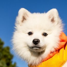 Japanese Spitz Puppies from Colorado Japanese Spitz