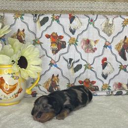 Boone - Dapple male Dachshund puppy in Wellborn, Florida from Azalea Acres Mini Doxies