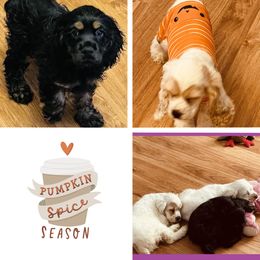 Cocker Spaniel Puppies from Angelic Cocker’s