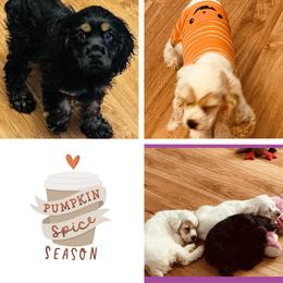 Cocker Spaniel Puppies from Angelic Cocker’s