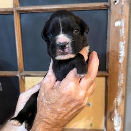 Girl - Brindle female Boxer puppy in Rochester, Washington from Holly's Boxers of Rochester