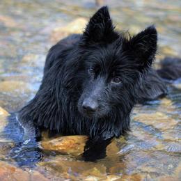Ezra - German Shepherd
