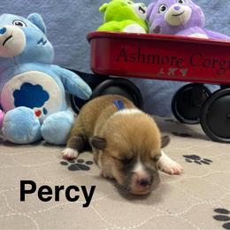 Percy - Red male Pembroke Welsh Corgi puppy in Apison, Tennessee from Ashmore Corgis