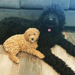 Assorted Doodle Crosses and Poodles from Northside Doodles and Poodles