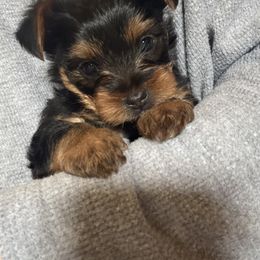 Yorkshire Terrier Puppies from The Yorkie House