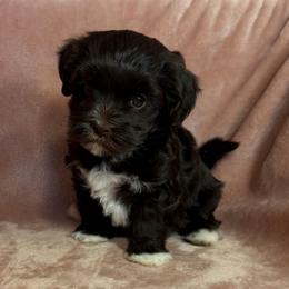 Cocoa - Chocolate female Havanese puppy in Maryville, Missouri from Dreamworks Havanese