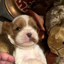 Tinsley - Blenheim female Cavalier King Charles Spaniel puppy in Conway, Missouri from Jordan  Harrison