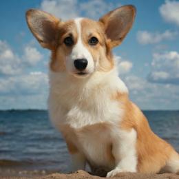 Falk's Finest Coral - Sable female Pembroke Welsh Corgi puppy in Marinette, Wisconsin from Falk's Finest Corgis