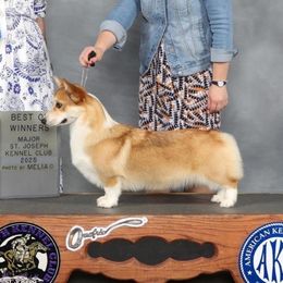 Penny - Pembroke Welsh Corgi