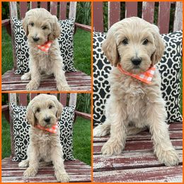 Goldendoodle Puppies from Puppy Paws Colorado