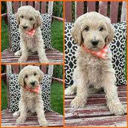 Goldendoodle Puppies from Puppy Paws Colorado