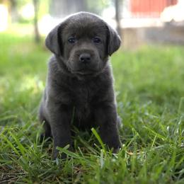 Miss Orange - Black female Labrador Retriever puppy in Morrill, Kansas from Grimm Girls Farm