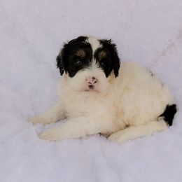Summit - Black tri-color male Aussiedoodle puppy in Crete, Nebraska from Doodles & Co