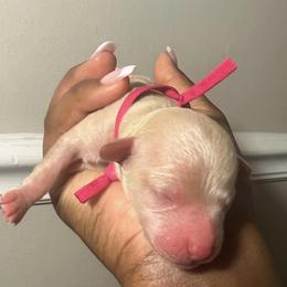 Poodle Puppies from J'Adore Doodles