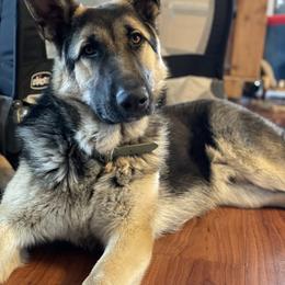 German Shepherd All Grown Up from Legacy German Shepherds