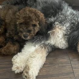 Aussiedoodles from Northern Michigan Aussiedoodles