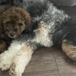 Aussiedoodles from Northern Michigan Aussiedoodles