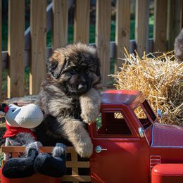 German Shepherd Puppies from Starry Night German Shepherd Dogs