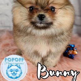 Pomeranian Puppies from Pop Off Pomeranians