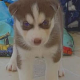 Siberian Huskies from Morales Pedigree