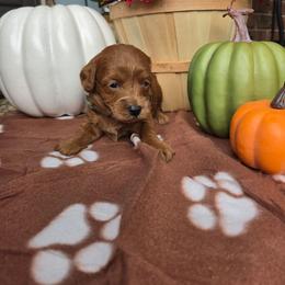 Hunter Green - Apricot male Goldendoodle puppy in Little Rock, Arkansas from Adorable Mini Doodles LLC