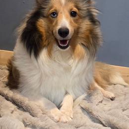 Nixie - Shetland Sheepdog