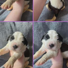 Girl 3 - female Saint Bernard puppy in Saltsburg, Pennsylvania from Loyal Ridge Saint Bernards