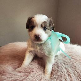 Boy 1 - Merle male Cavapoo puppy in Junction, Utah from City Creek Cavapoos
