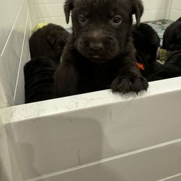 Labrador Retriever Puppies from Tag Hollow