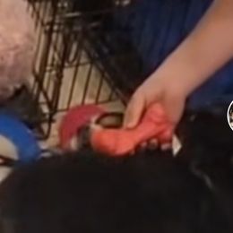 Australian Shepherd Puppies from Winsome Aussies