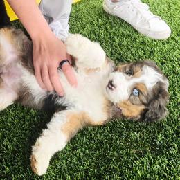 Purple - Blue merle female Aussiedoodle puppy in Georgetown, California from Foothill Aussies